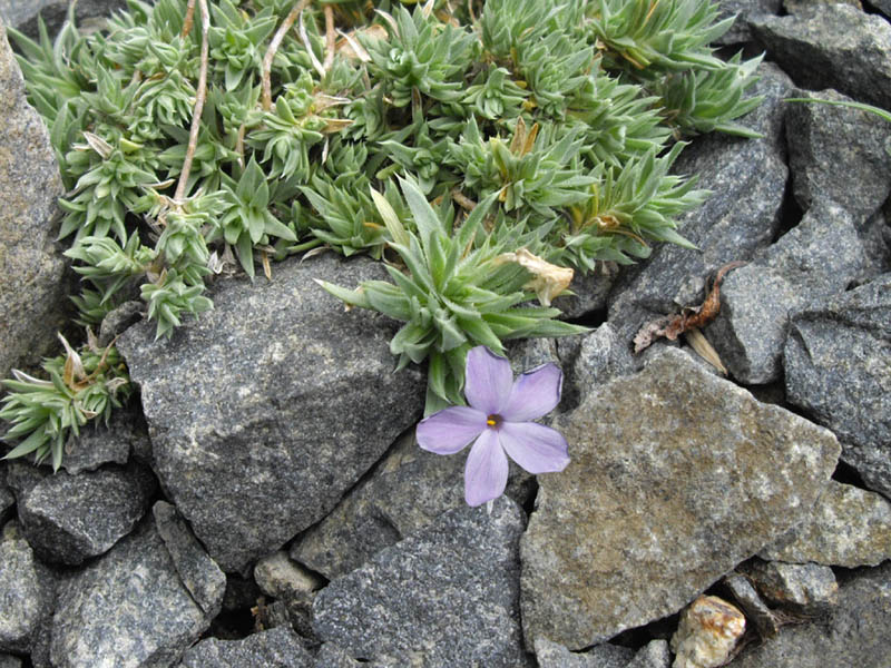 Phlox pulvinata 'Blue' en fleurs dans les éboulis des Rocheuses